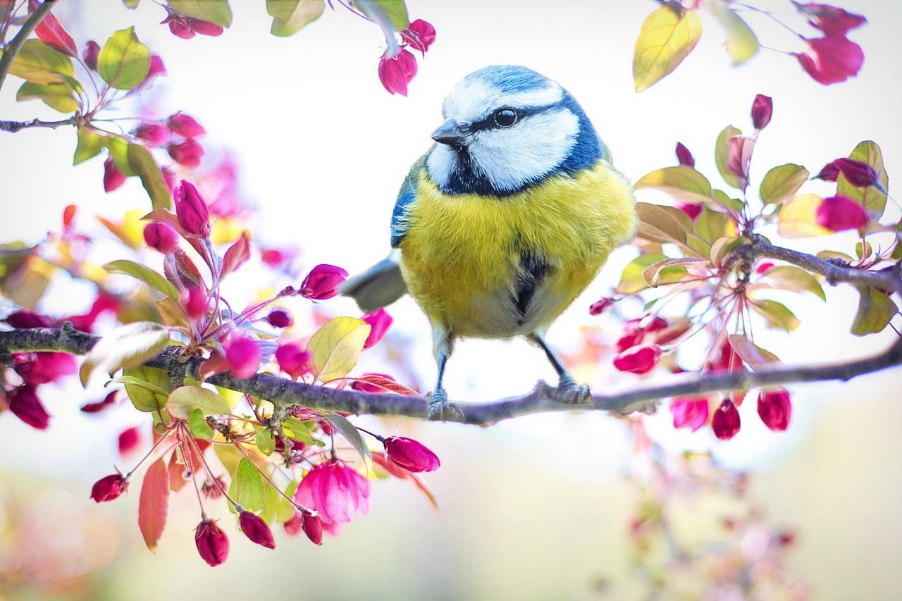 Kirschblütenzweig mit Blaumeise