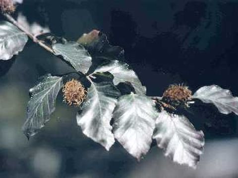 Rotbuche - Blätter und Früchte einer Rotbuche