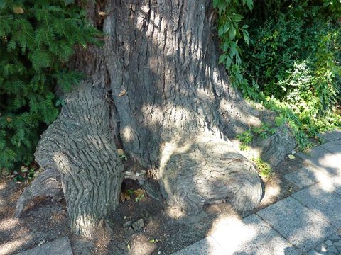 Wurzelbereich der Stieleiche in der Waldstraße in Pankow, 2013
