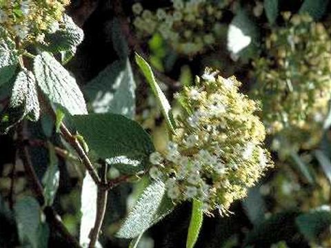 Schneeball - Blüten eines Schneeballstrauchs