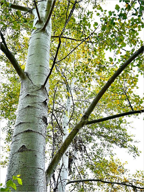 Zitter-Pappel (Populus tremula) (Bild: Dr. Achim Förster)
