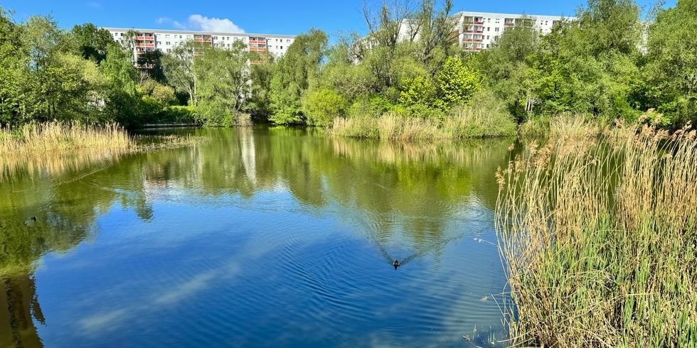 Der Springpfuhl im Frühling