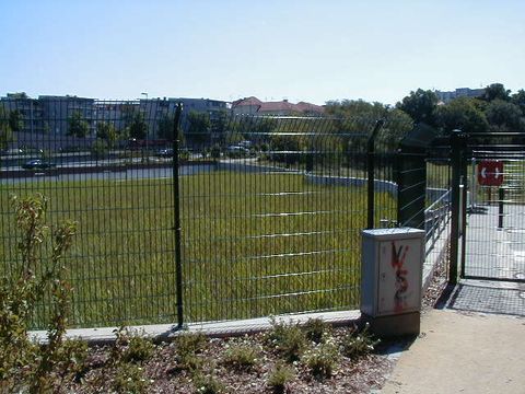 Blick auf das gut angewachsene Schilf des Bodenfilters Halensee (Juli 2008)