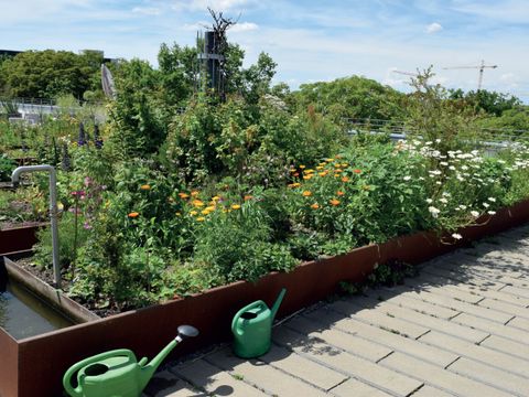 Dachbegrünung Sonderform urbanes Gärtnern – Gebäudeintegrierte Farmwirtschaft (Bild: Bundesverband Gebäudegrün e.V.)