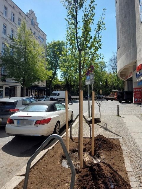Baumpflanzung Krumme Str. April 2026