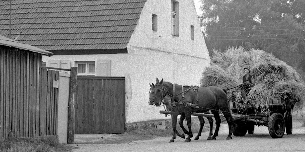 Heuwagen, Ausschnitt, 2011