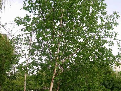 Birke am Landwehrkanal