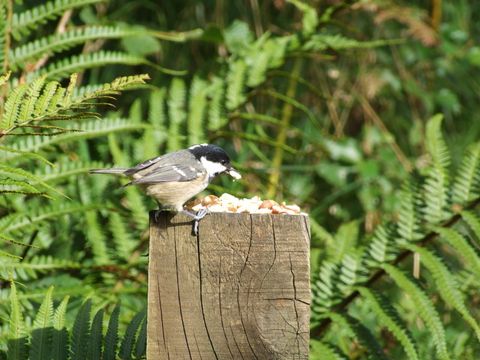 Vögel in Höhlen, Nischen und Kästen - Tannenmeise - Foto von Ben Avery
