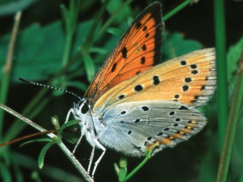 Großer Feuerfalter (Lycaena dispar) (Bild: Ingolf Rödel)