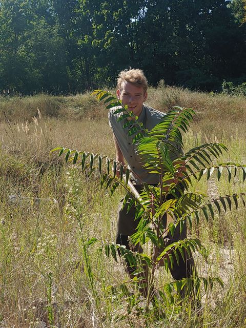 Beseitigung junger Götterbäume