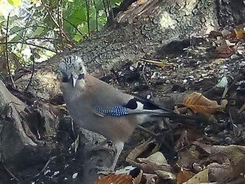 Tier des Monats: der Eichelhäher