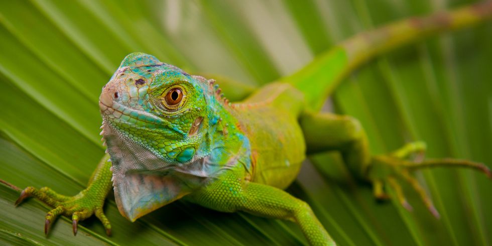 Grüner Leguan auf Blatt