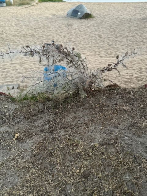 Gespinstmotten sind für den Menschen völlig ungefährlich. (Bild: BA Rdf)