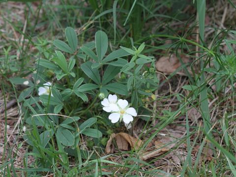 Das seltene Weiße Fingerkraut in der Berliner Wuhlheide. (Bild: Justus Meißner / Stiftung Naturschutz Berlin)