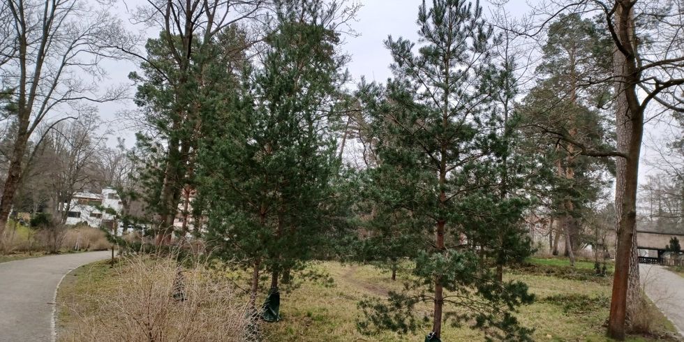33 neue Bäume für den Messelpark