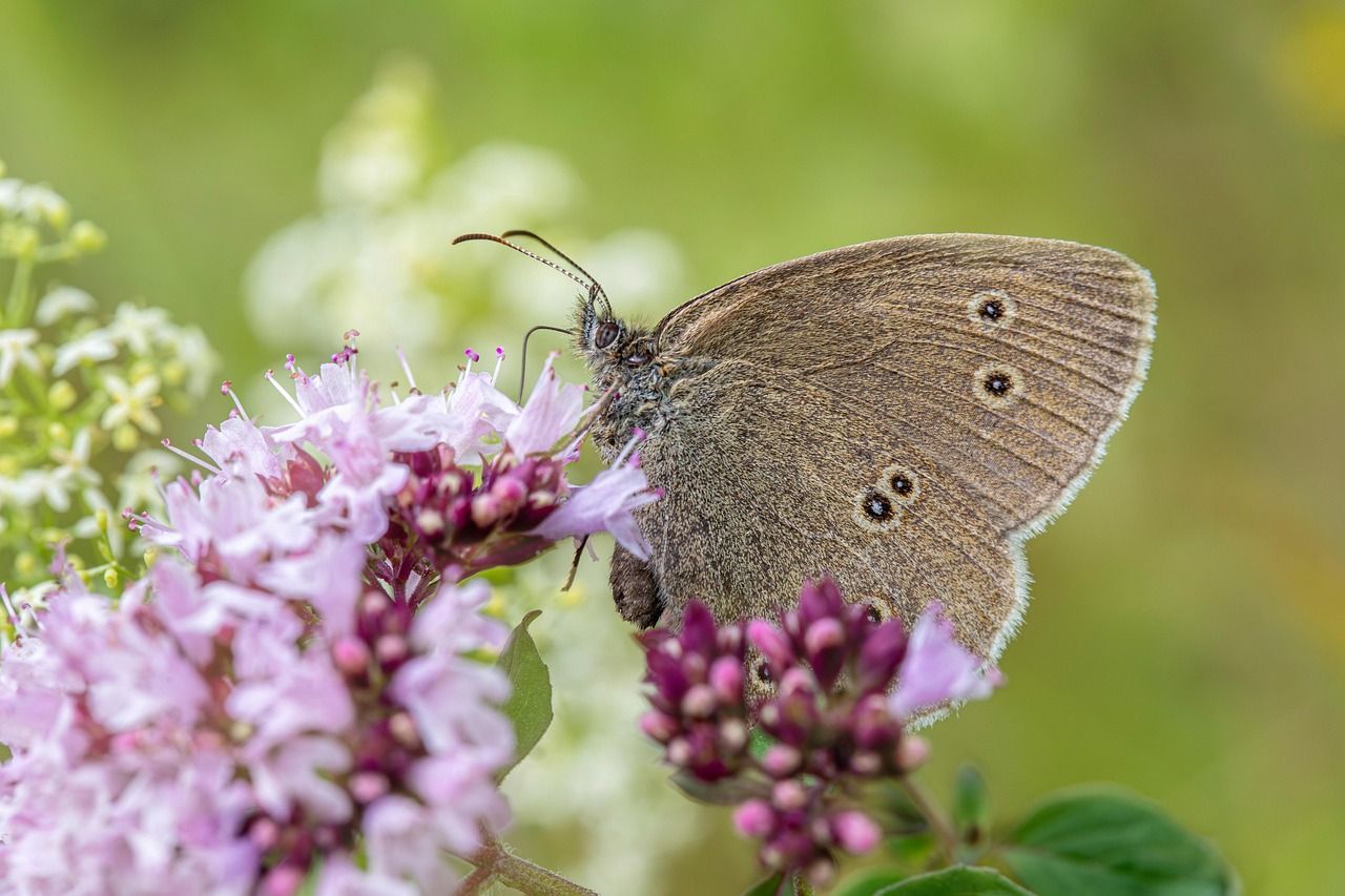 Blüte mit Schmetterling