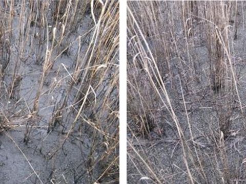 Bild 14 - Sedimentschichtbildung