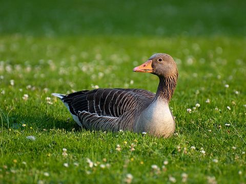 eine Graugans sitzt auf einer Wiese zwischen dem Klee