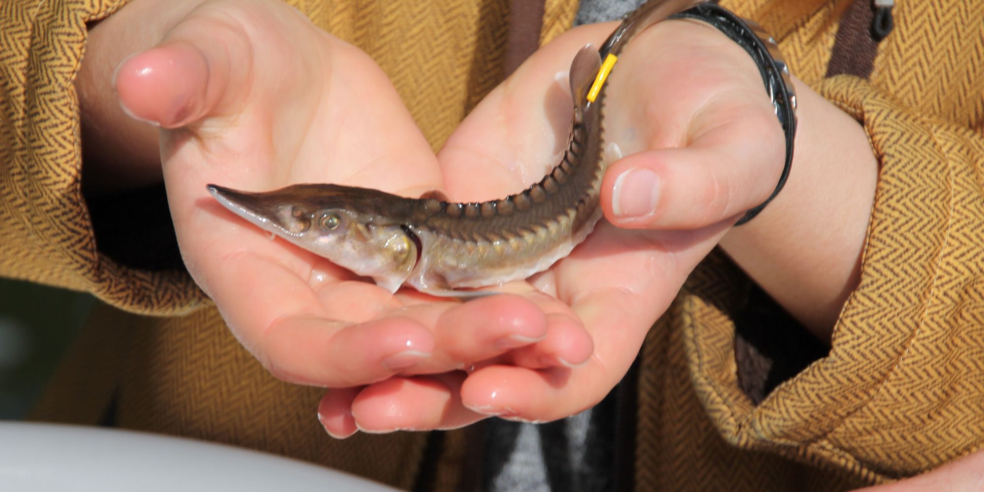 Störbesatz in der Havel bei Ketzin. Zwei Hände halten einen kleinen Stör,