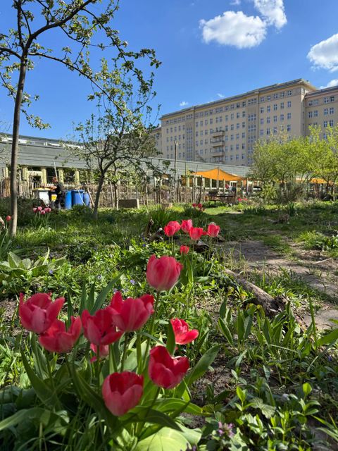 Nachbarschaftsgarten mit Tulpen im Vordergrund