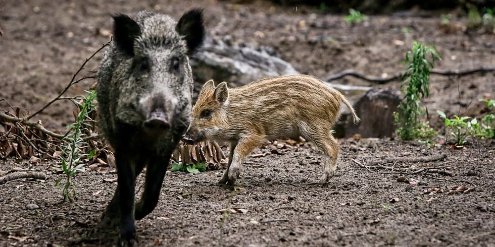 Wildschweine: Bache mit Frischling