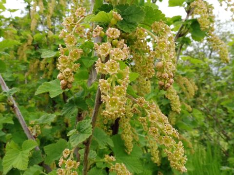 Blüte Rote Johannisbeere (Bild: Pflanzenschutzamt Berlin)
