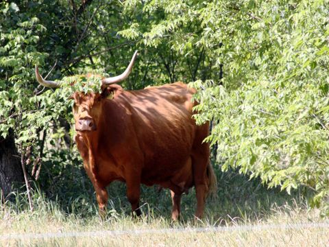 Schottisches Hochlandrind im Hobrechtswald