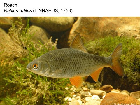 22 Roach - Rutilus rutilus (Linnaeus, 1758) (Image: Andreas Hartl)