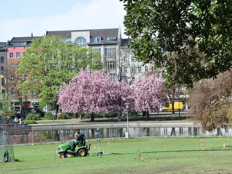 Ein Mitarbeiter des Straßen- und Grünflächenamtes verlegt einen Bewässerungsschlauch auf der großen Wiese.