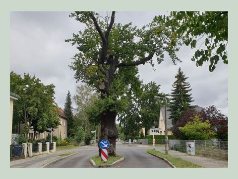 Rückblick Bäume - Eichenheldbock