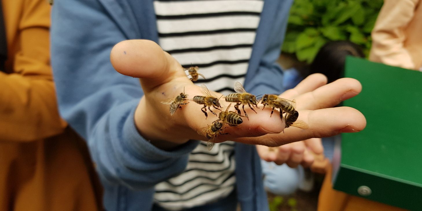 Nehring-Grundschule: Schulbienen