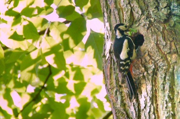 Buntspecht an der Nisthöhle