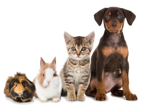 haustiere hund katze kaninchen meerschweinchen