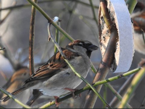 Ein Wildvogel stillt seinen Hunger an einer Futterstelle