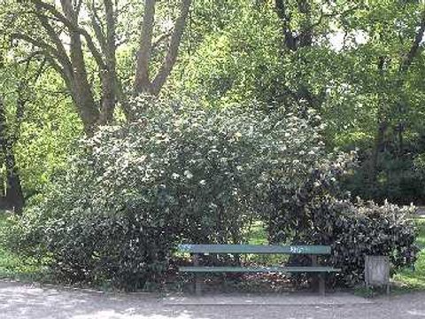 Wolliger Schneeball - Schneeballstrauch