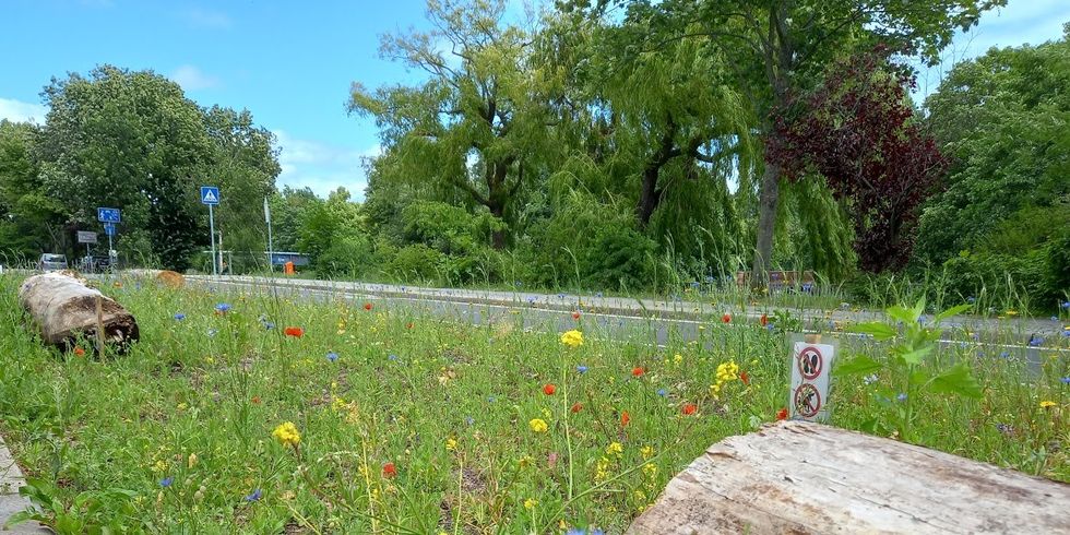Blühwiese und Totholz am Görlitzer Ufer