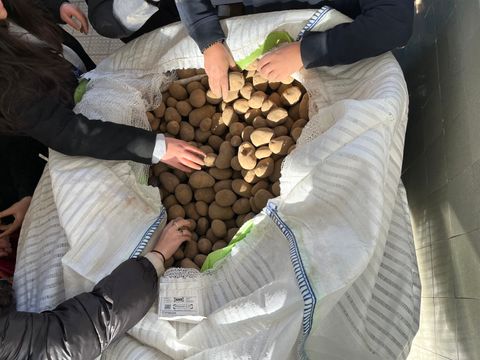 Kartoffeln an der Ferdinand-Freiligrath-Schule