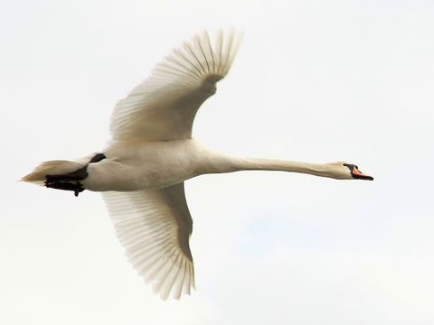 Höckerschwan im flug