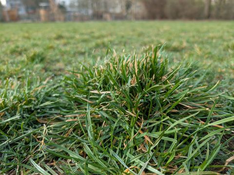 Rasen, Günfläche, Preußenpark