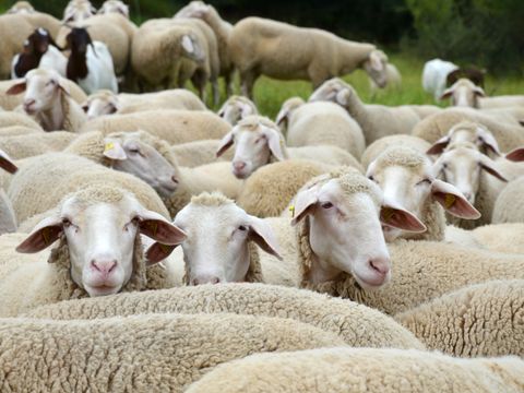 Schafherde auf einer Weide