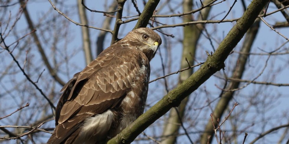 Maeusebussard Buteo Buteo - Foto von L. B. Tettenborn