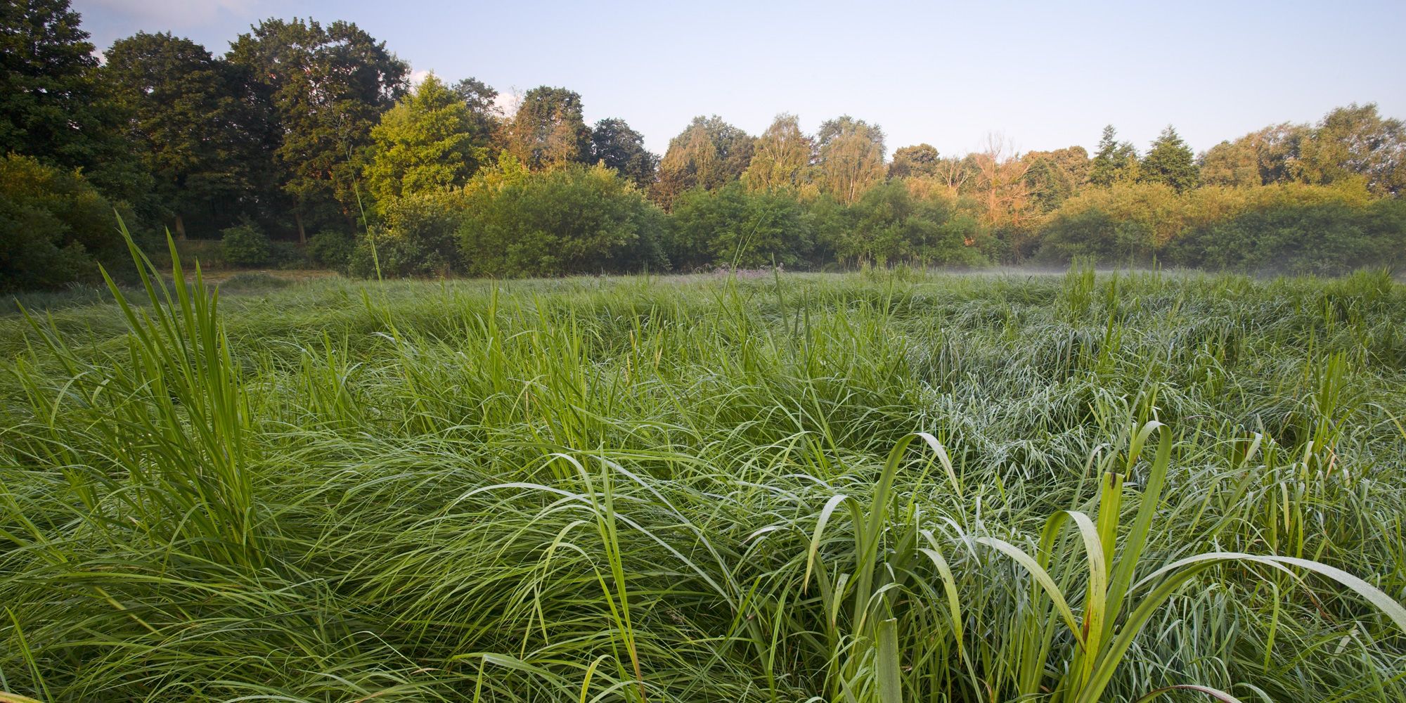 Bäkewiese (Bild: Florian Möllers )