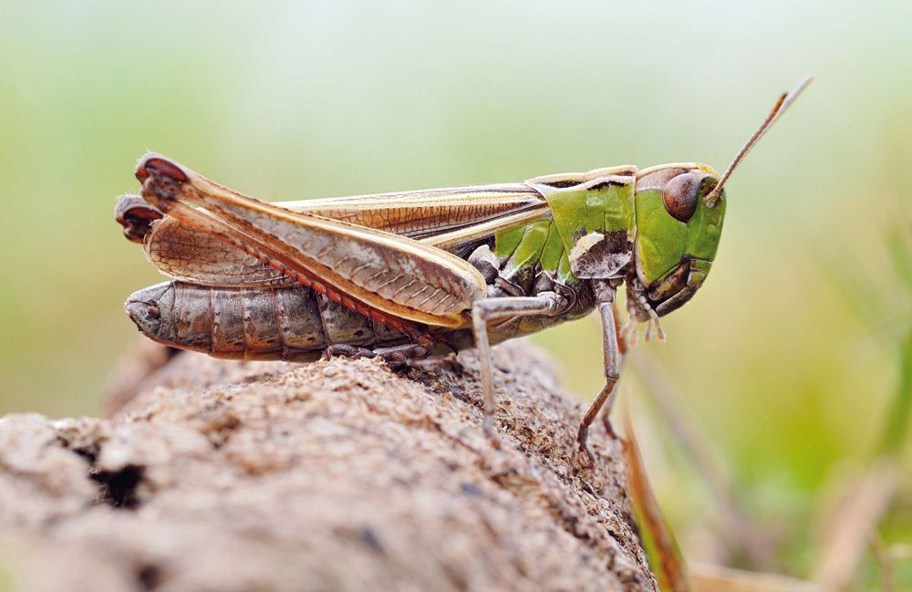 Heidegrashüpfer (Bild: Sebastian Hennigs)