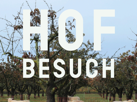Schafe stehen auf einer Weide, Schriftzug Hofbesuch