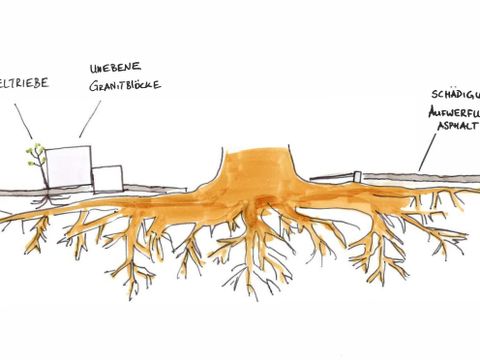 Pappeln zerstören Bodenbeläge