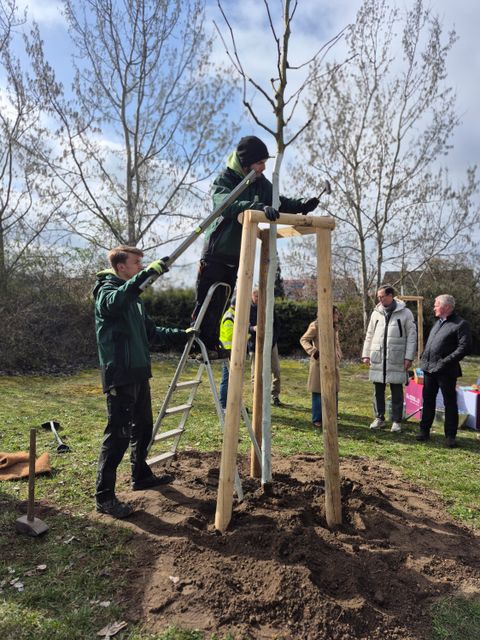 Eventpflanzung GESOBAU 2026: Herstellung des Baumbocks (Bild: SenMVKU)