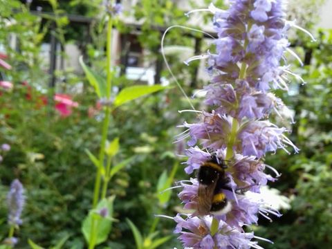 Auch Hummeln und andere Bestäuberinsekten erfreuen sich dem reichen Nahrungsmittelangebot