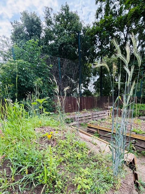 Urban Gardening im SpORT365 Görli