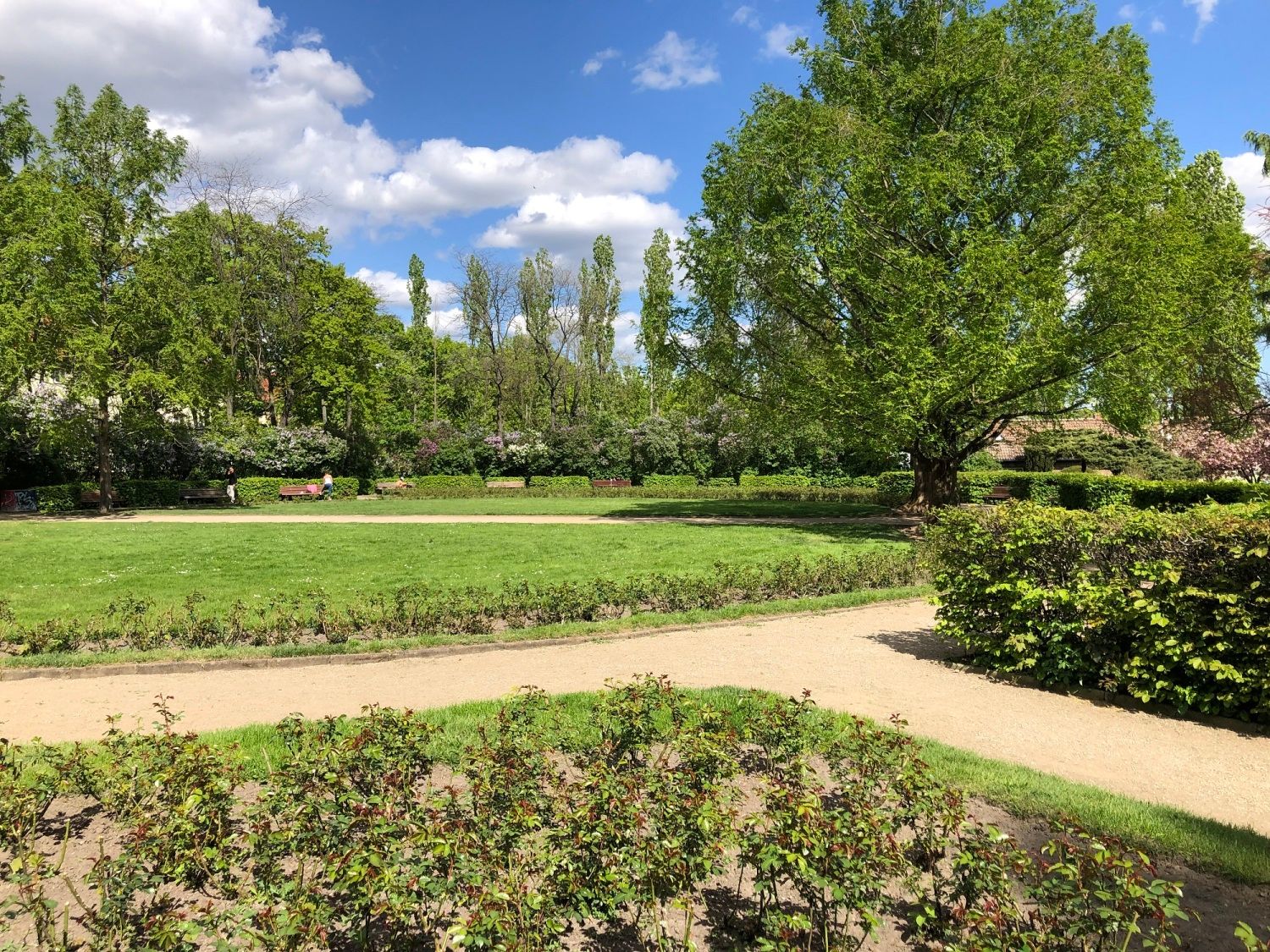 Rosengarten des Volkspark-Mariendorf