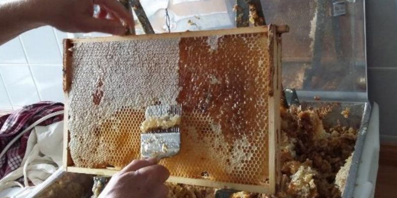 Heinrich-Mann-Schule: Bienen